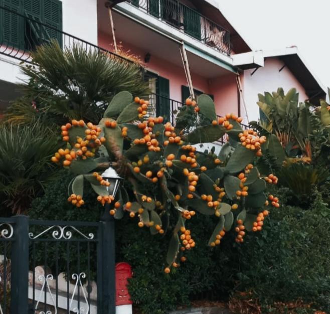 Apartament Giardino Miramare Citra Zero Zero Ottanta Trentuno Lt 0737 Imperia Zewnętrze zdjęcie
